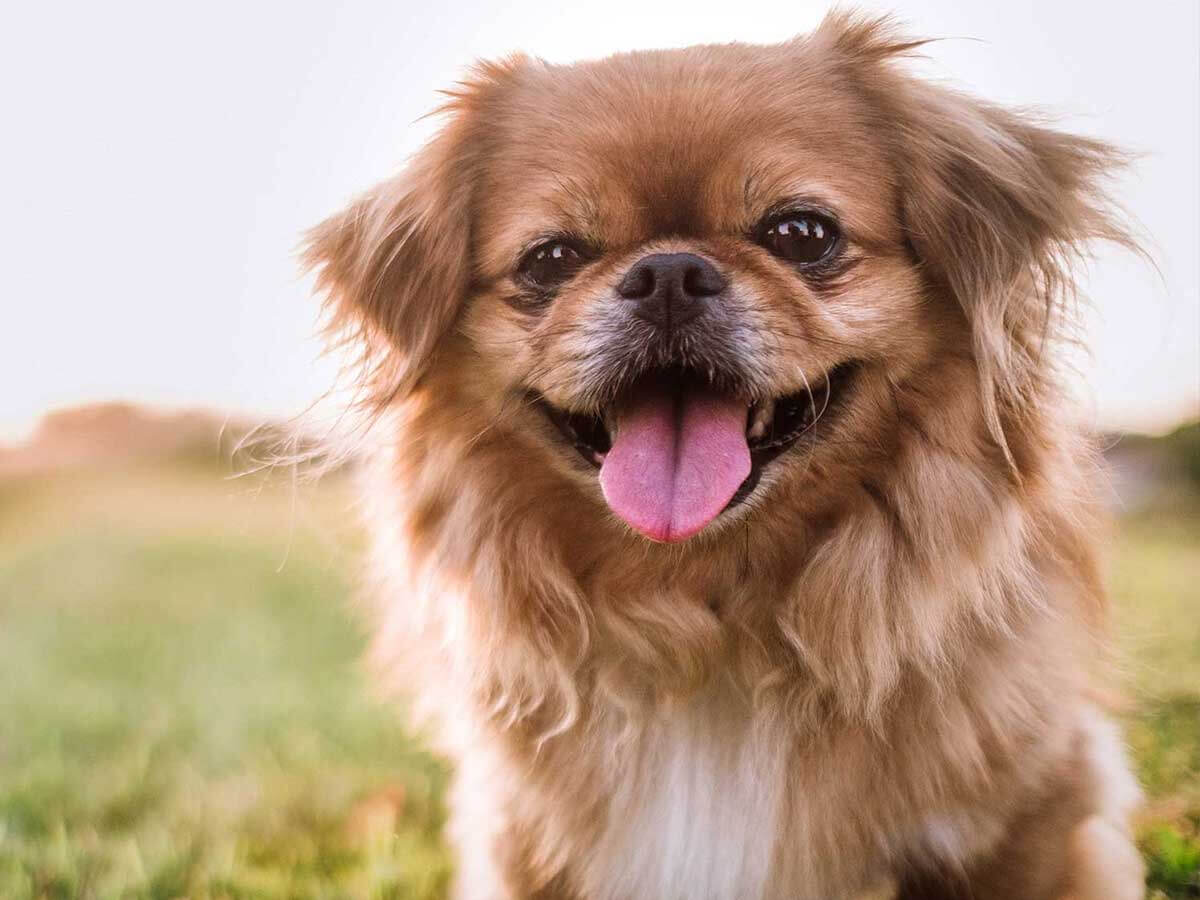 Pekingese